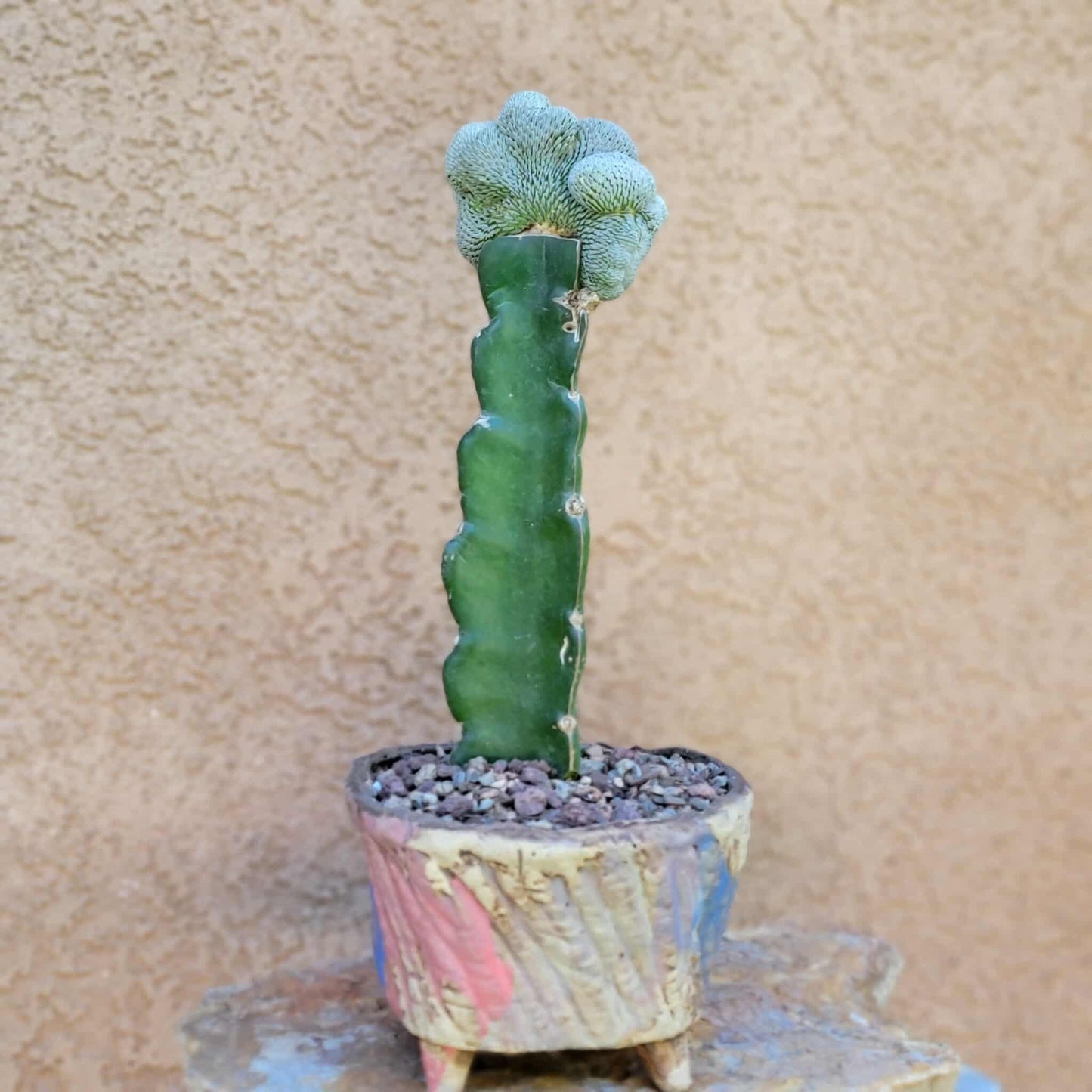 Pelecyphora aselliformis f. cristata - Crested Hatchet Cactus