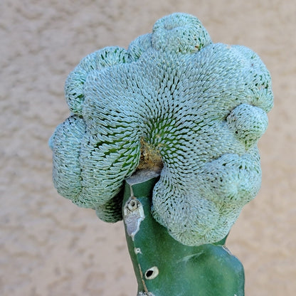 Pelecyphora aselliformis f. cristata - Crested Hatchet Cactus
