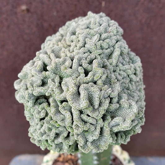 Pelecyphora aselliformis f. cristata - Crested Hatchet Cactus
