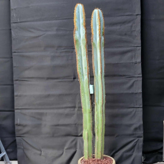 Pilosocereus Fulvilanatus - 2 Arms - 42" Tall!