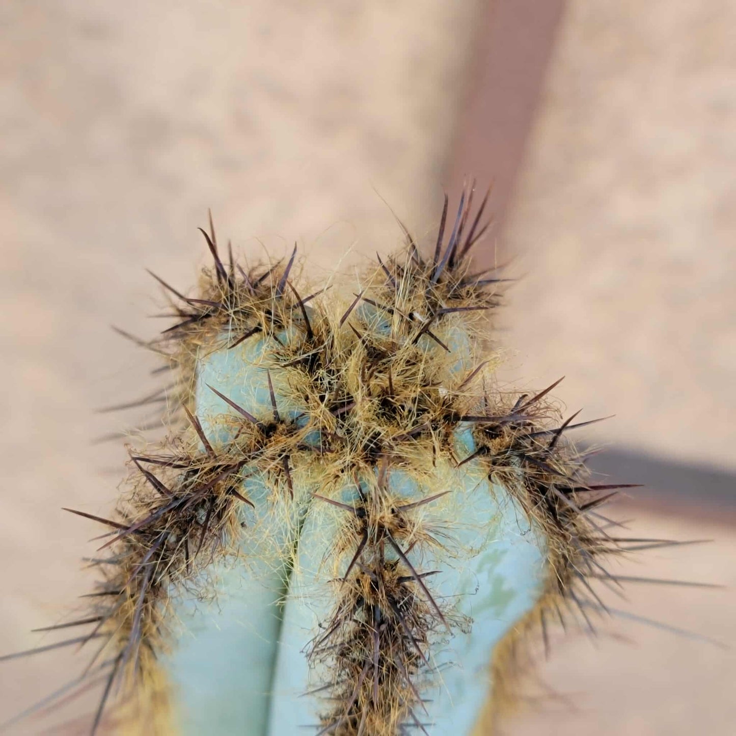 Pilosocereus Fulvilanatus - 32" Tall!