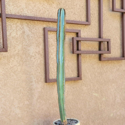 Pilosocereus Fulvilanatus - 32" Tall!