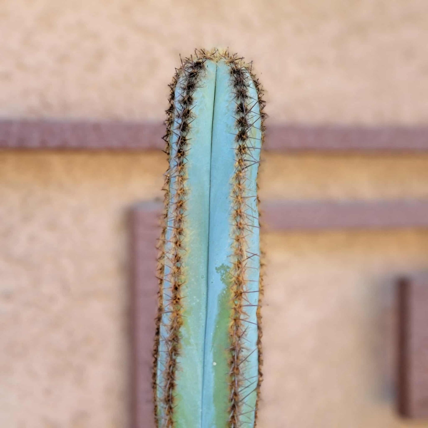 Pilosocereus Fulvilanatus - 32" Tall!