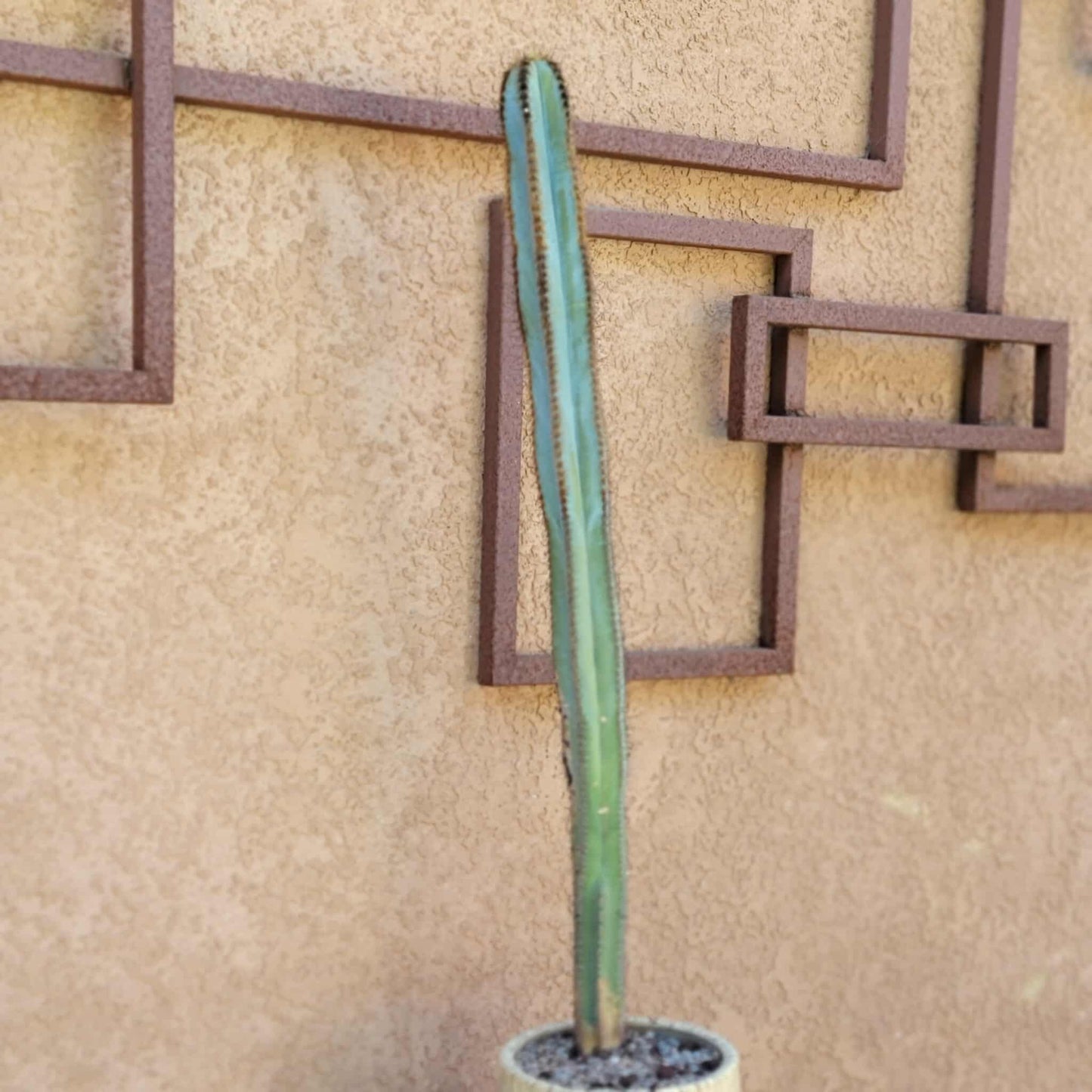 Pilosocereus Fulvilanatus - 32" Tall!