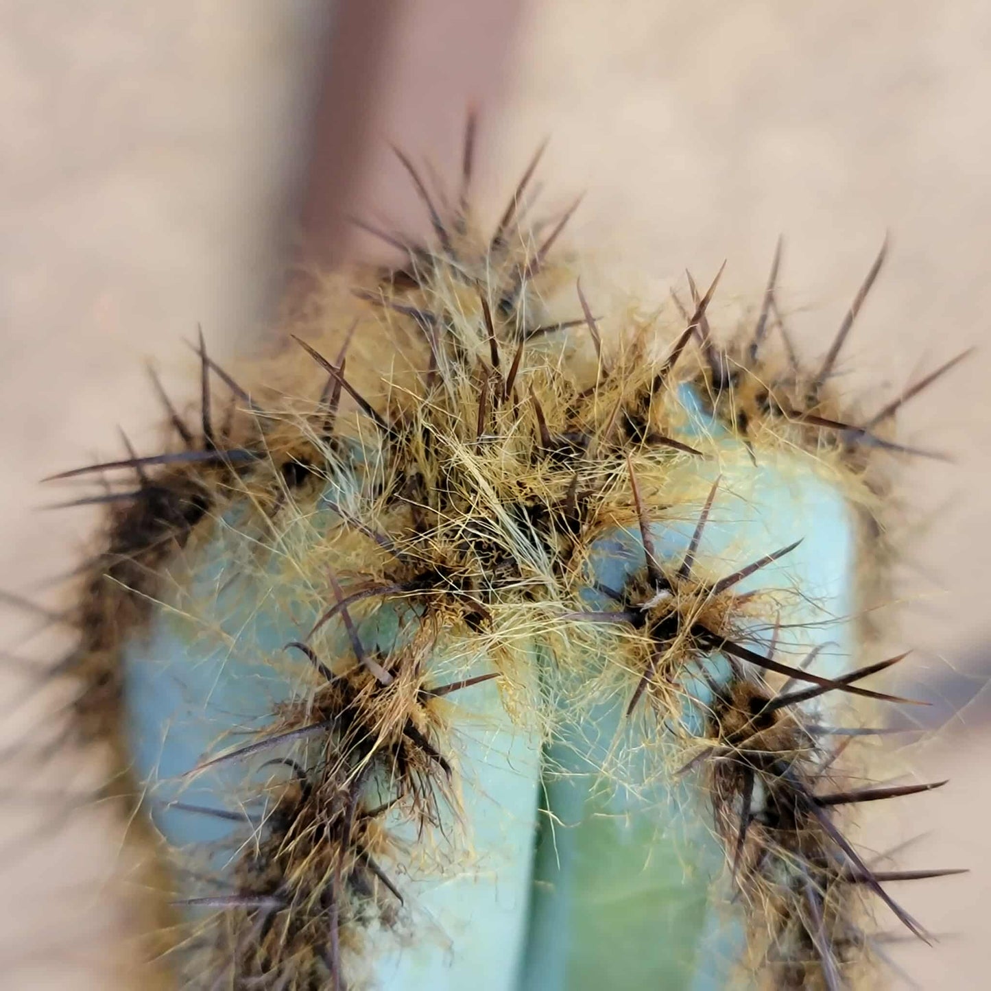 Pilosocereus Fulvilanatus - 32" Tall!