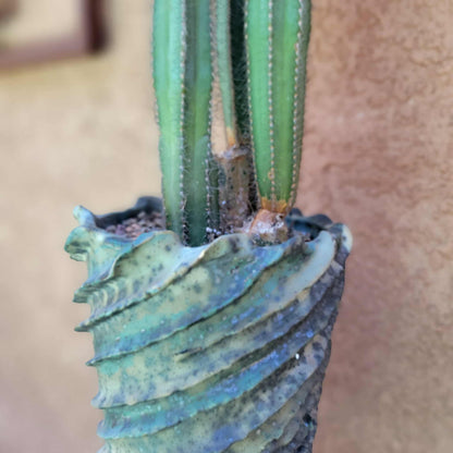 Pilosocereus Fulvilanatus - 3 Arms - 36" Tall!