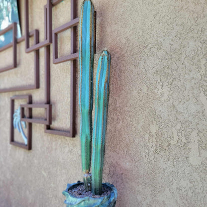 Pilosocereus Fulvilanatus - 3 Arms - 36" Tall!