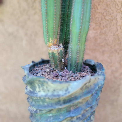Pilosocereus Fulvilanatus - 3 Arms - 36" Tall!