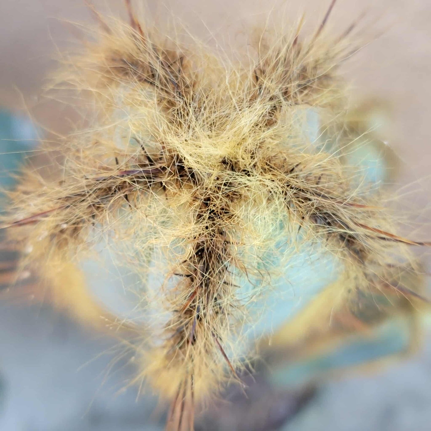 Pilosocereus Fulvilanatus - 3 Arms - 36" Tall!