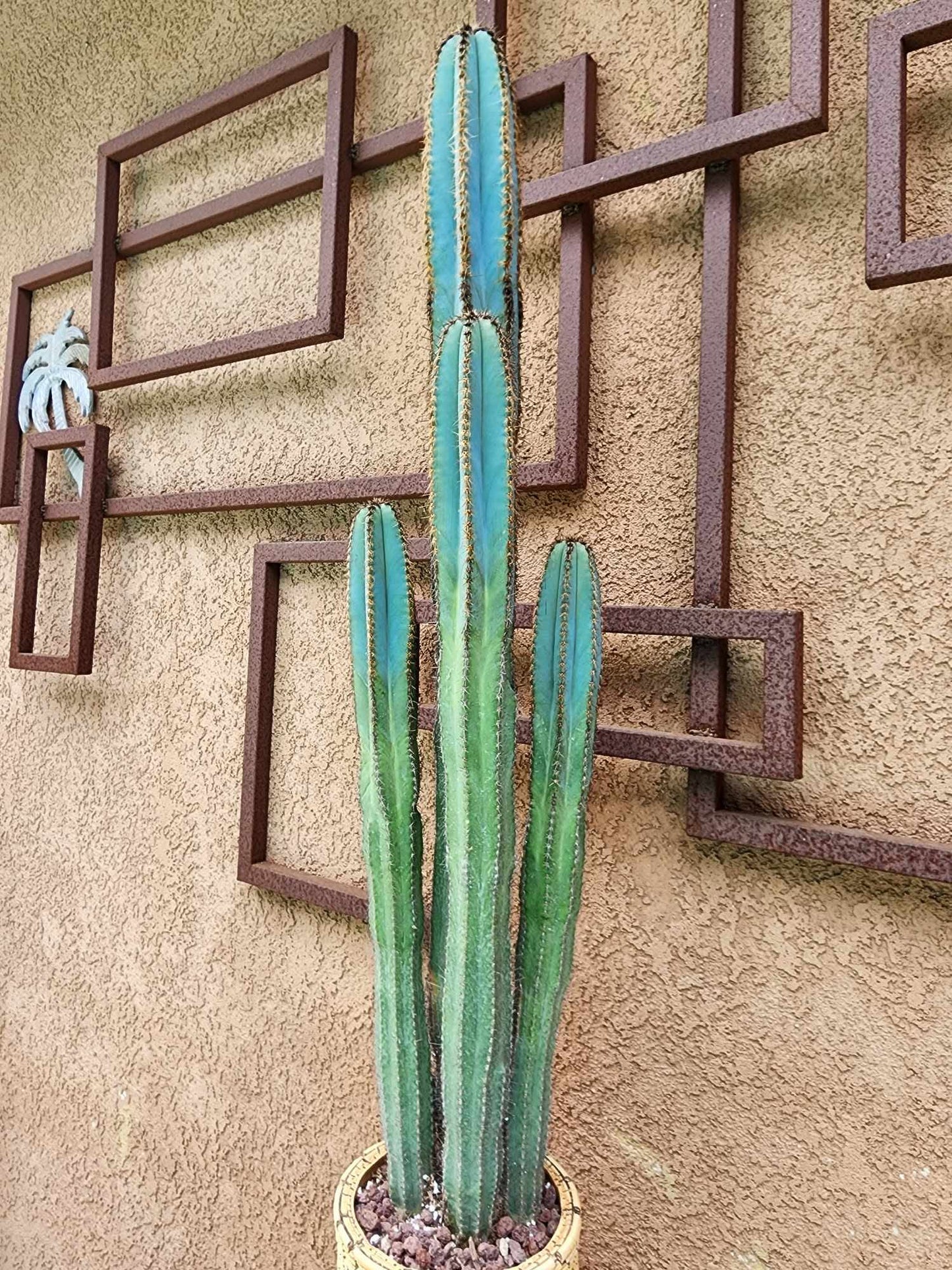 Pilosocereus Fulvilanatus - 4 Arms - 39" Tall!
