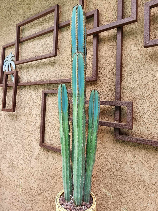 Pilosocereus Fulvilanatus - 4 Arms - 39" Tall!