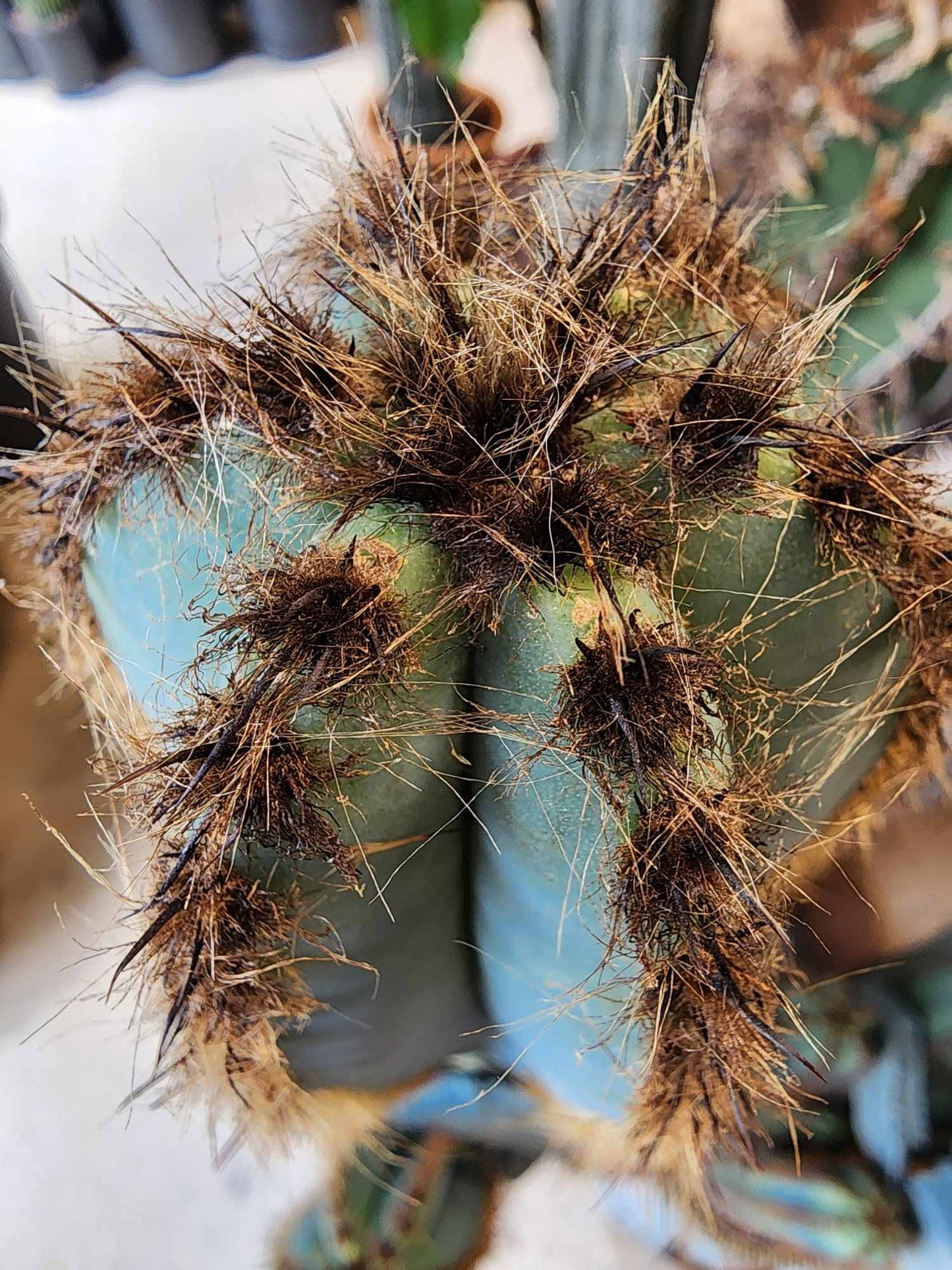 Pilosocereus Fulvilanatus - 4 Arms - 39" Tall!