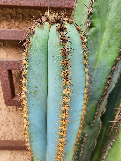 Pilosocereus Fulvilanatus - 4 Arms - 39" Tall!