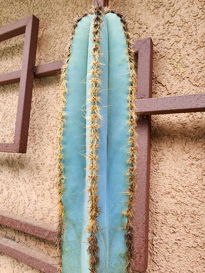Pilosocereus Fulvilanatus - 4 Arms - 39" Tall!
