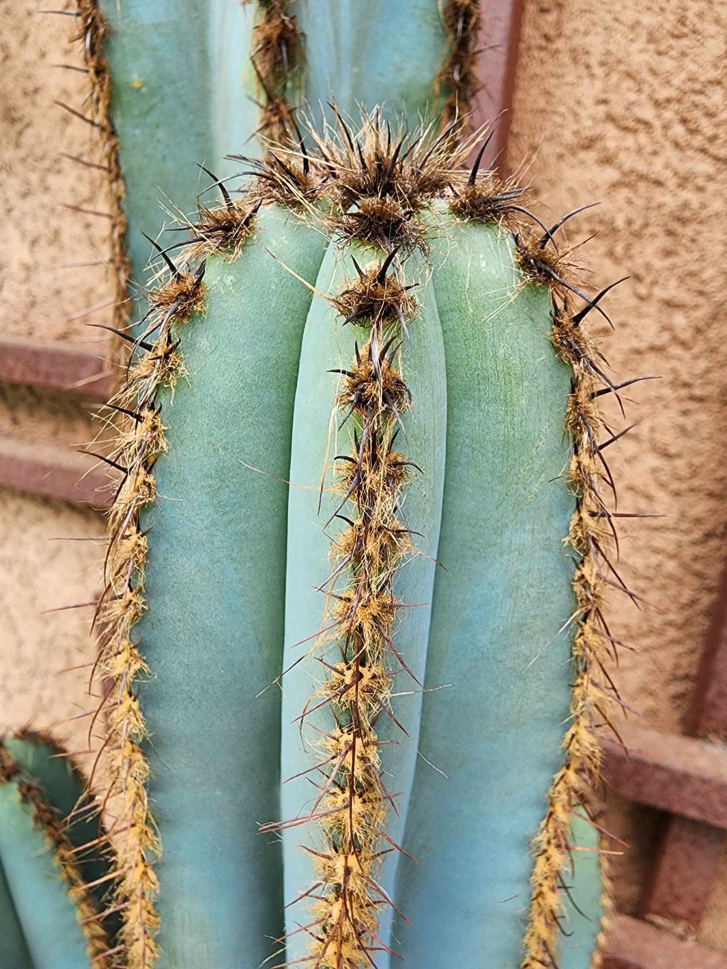 Pilosocereus Fulvilanatus - 4 Arms - 39" Tall!