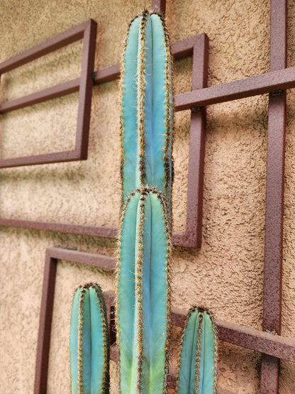 Pilosocereus Fulvilanatus - 4 Arms - 39" Tall!