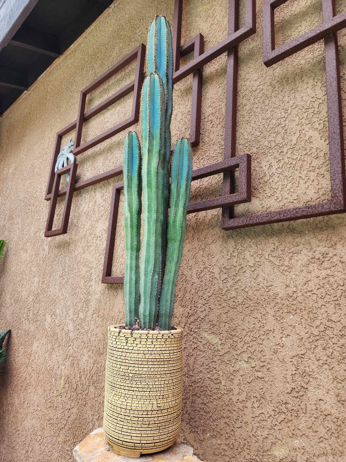 Pilosocereus Fulvilanatus - 4 Arms - 39" Tall!