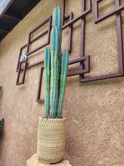 Pilosocereus Fulvilanatus - 4 Arms - 39" Tall!