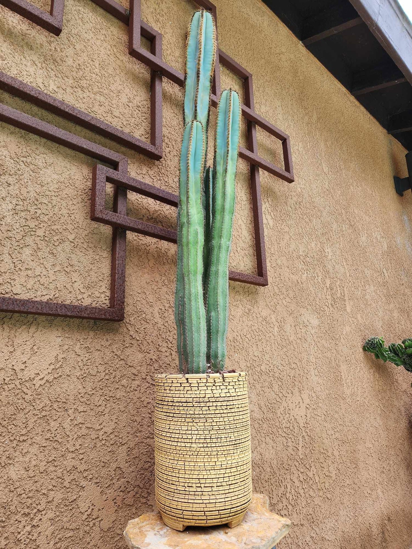 Pilosocereus Fulvilanatus - 4 Arms - 39" Tall!
