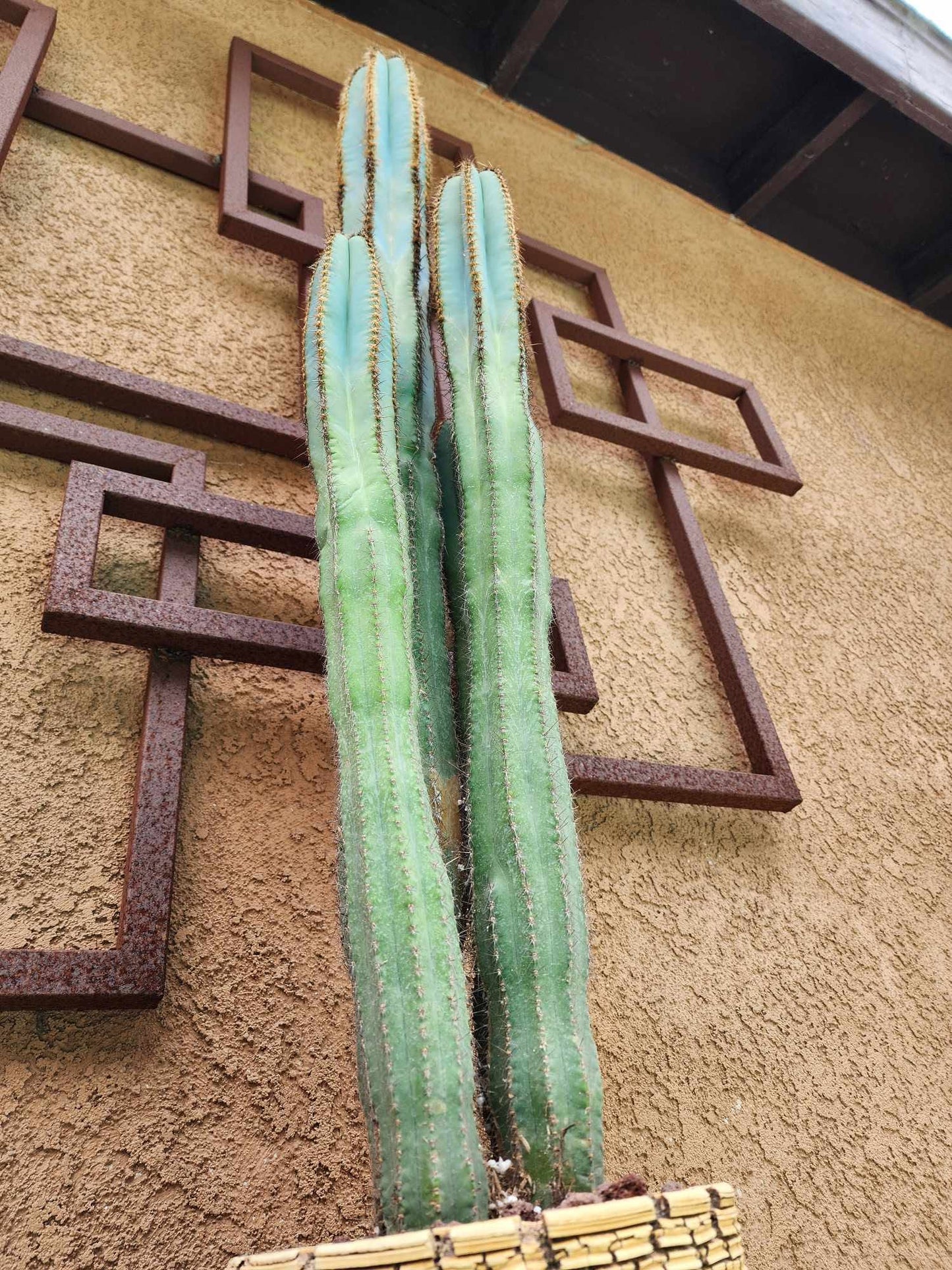 Pilosocereus Fulvilanatus - 4 Arms - 39" Tall!