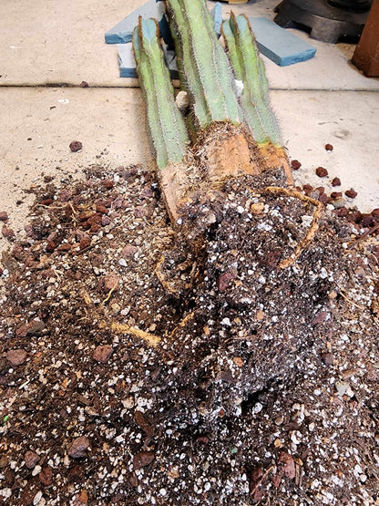 Pilosocereus Fulvilanatus - 4 Arms - 39" Tall!