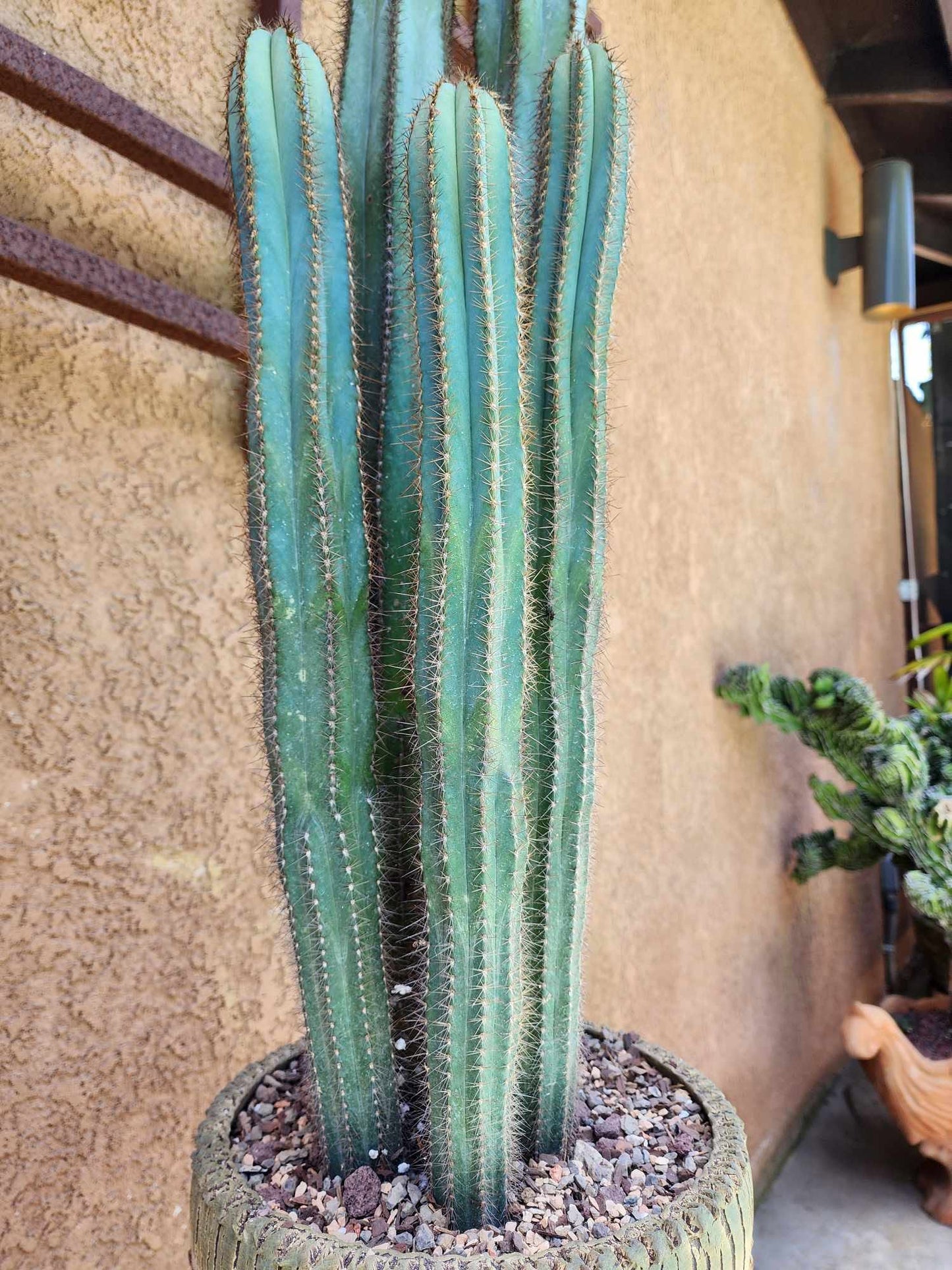 Pilosocereus Fulvilanatus - 5 Arms - 38" Tall!