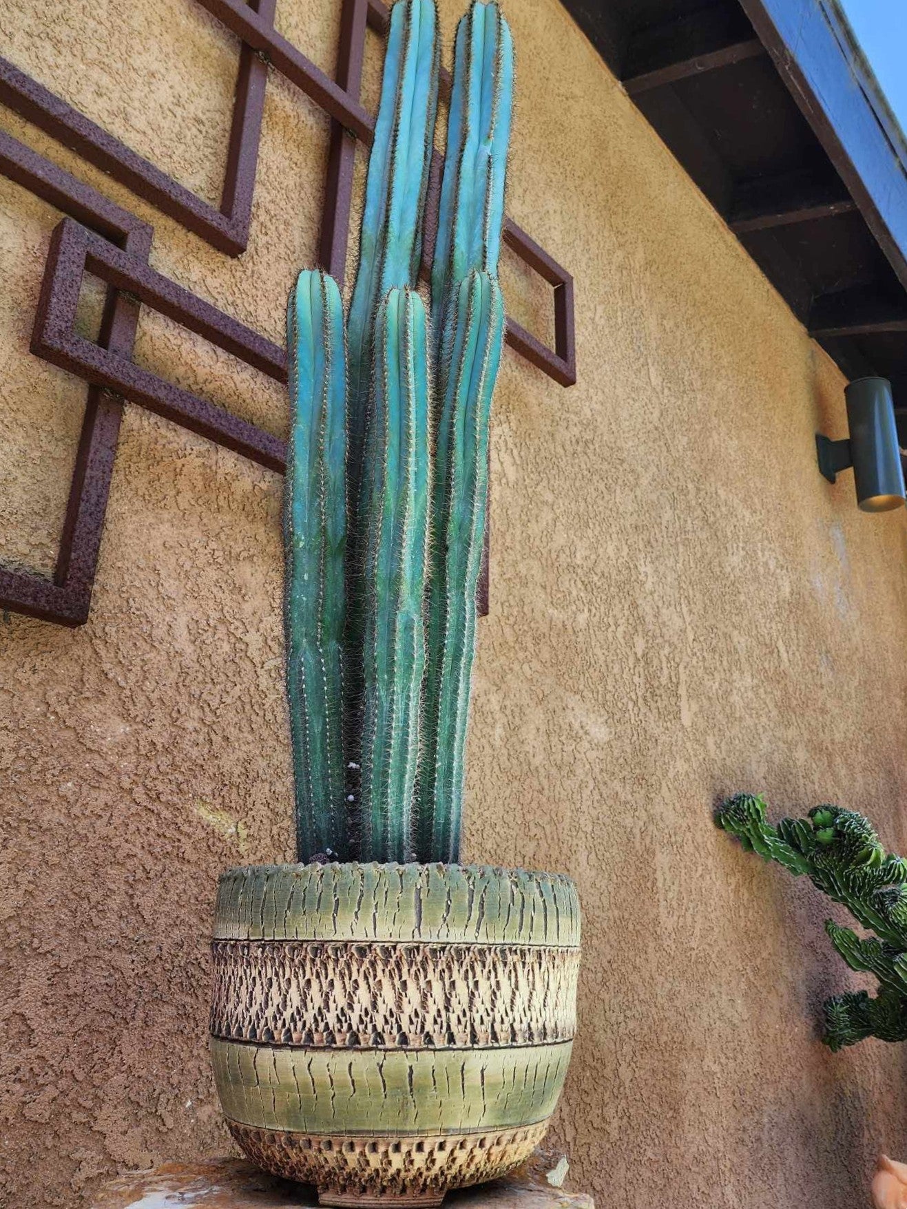 Pilosocereus Fulvilanatus - 5 Arms - 38" Tall!