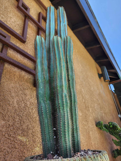 Pilosocereus Fulvilanatus - 5 Arms - 38" Tall!