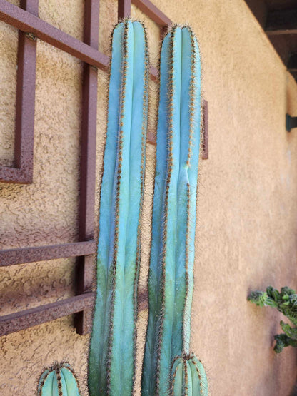 Pilosocereus Fulvilanatus - 5 Arms - 38" Tall!