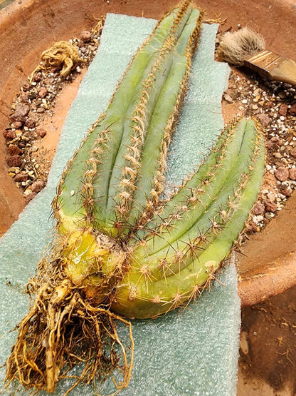 Pilosocereus Fulvilanatus - Double Head