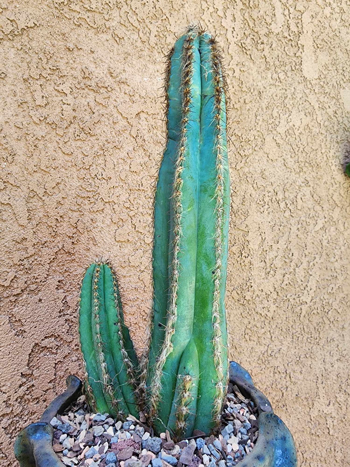 Pilosocereus Fulvilanatus - Double Head