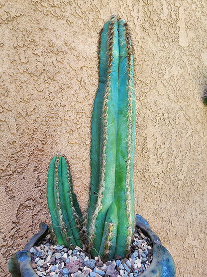 Pilosocereus Fulvilanatus - Double Head