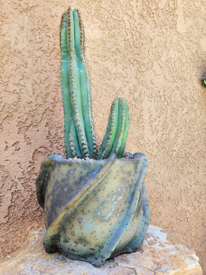 Pilosocereus Fulvilanatus - Double Head