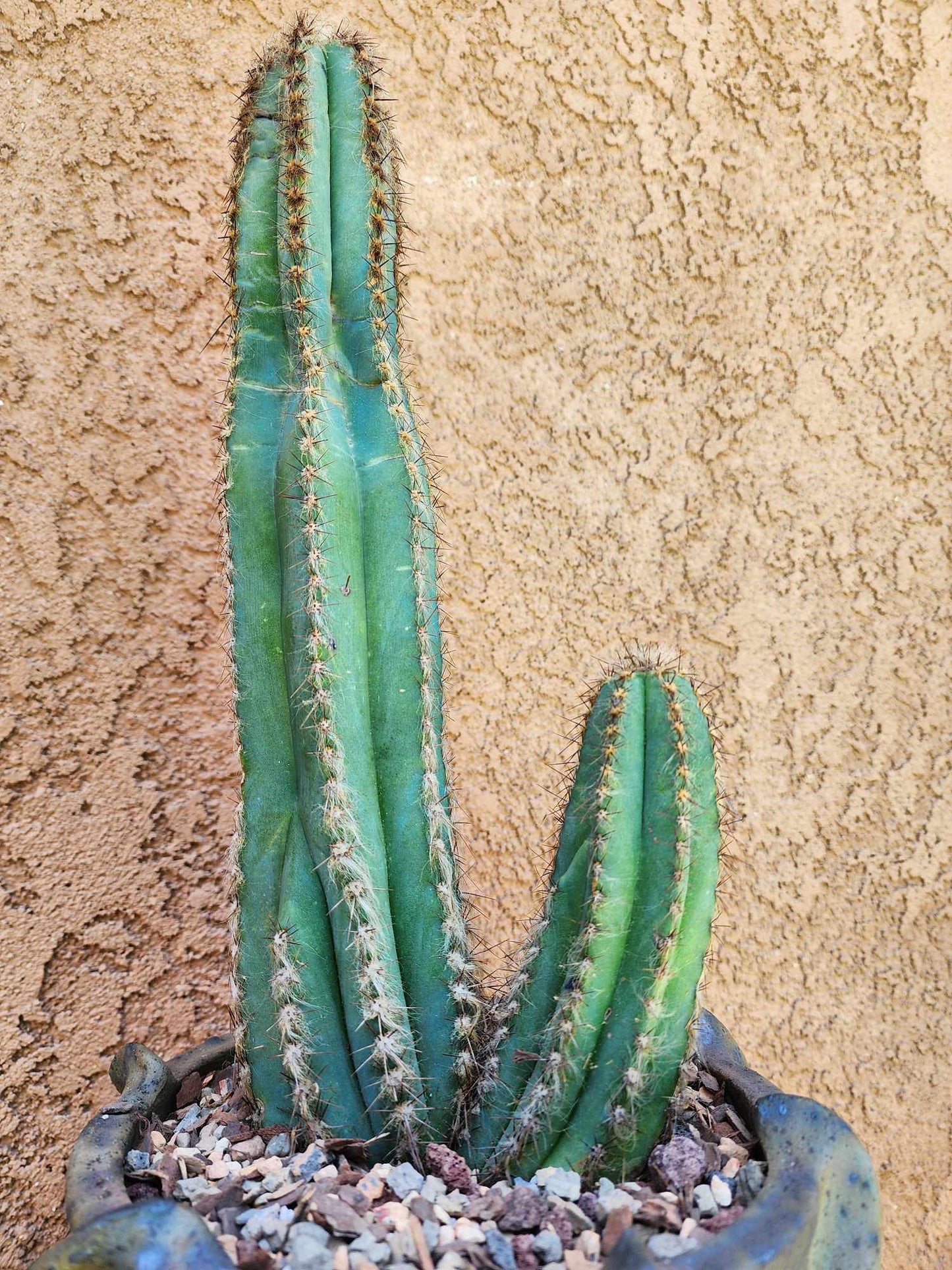 Pilosocereus Fulvilanatus - Double Head