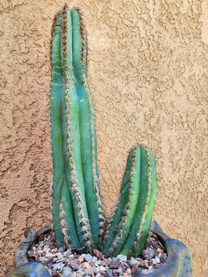 Pilosocereus Fulvilanatus - Double Head