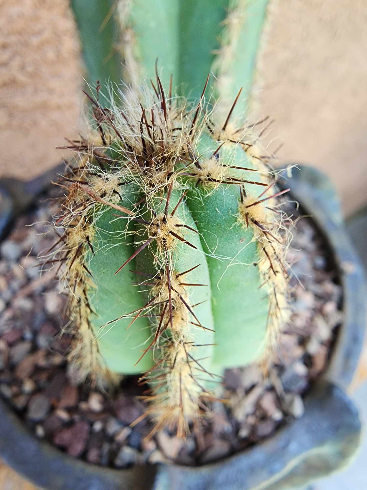 Pilosocereus Fulvilanatus - Double Head