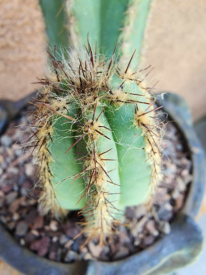 Pilosocereus Fulvilanatus - Double Head