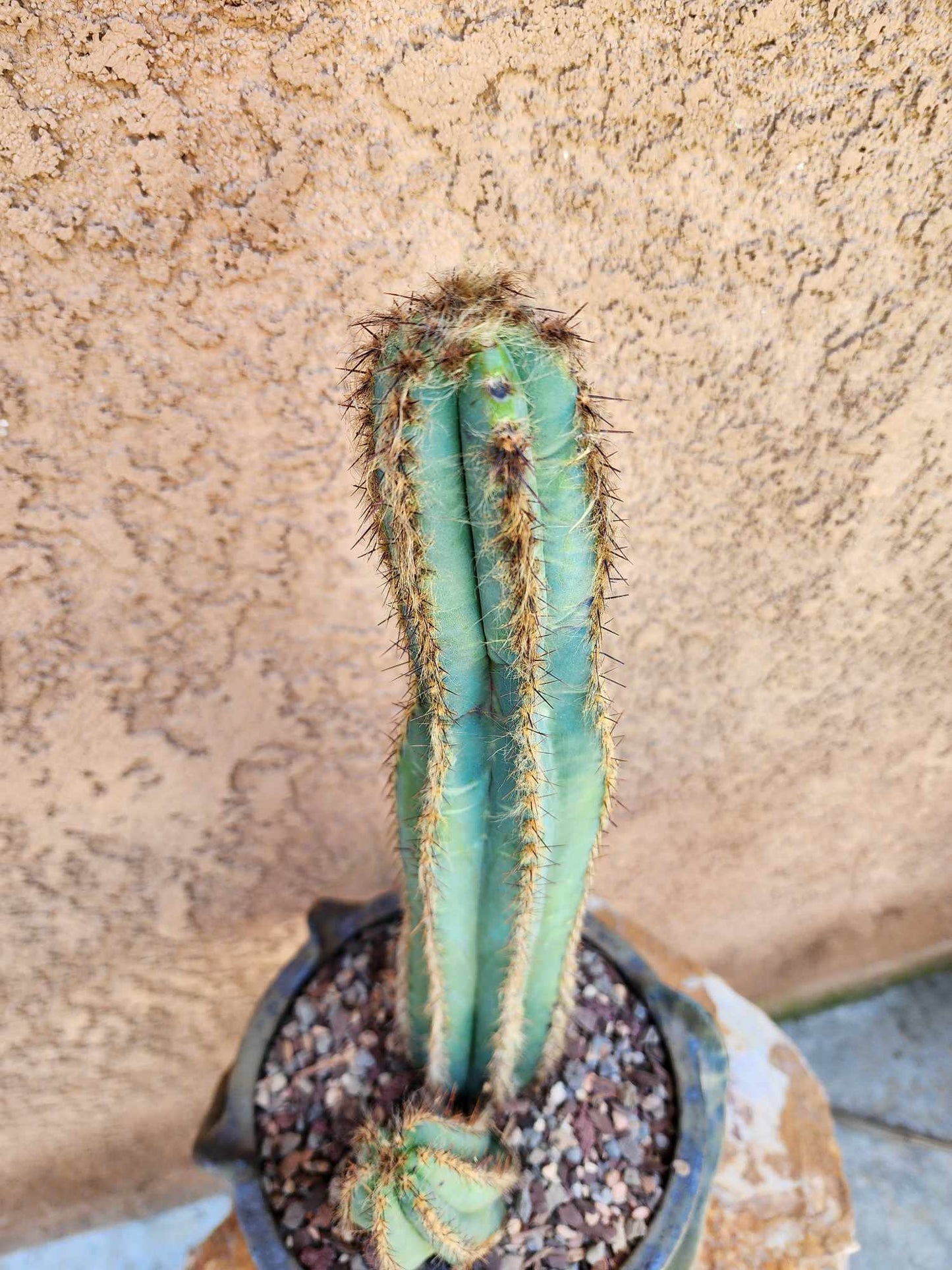 Pilosocereus Fulvilanatus - Double Head