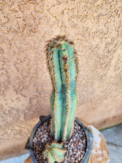 Pilosocereus Fulvilanatus - Double Head