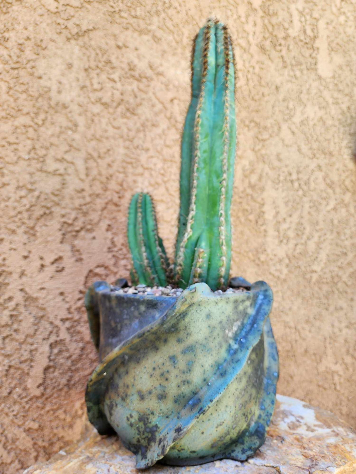 Pilosocereus Fulvilanatus - Double Head