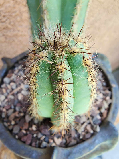 Pilosocereus Fulvilanatus - Double Head
