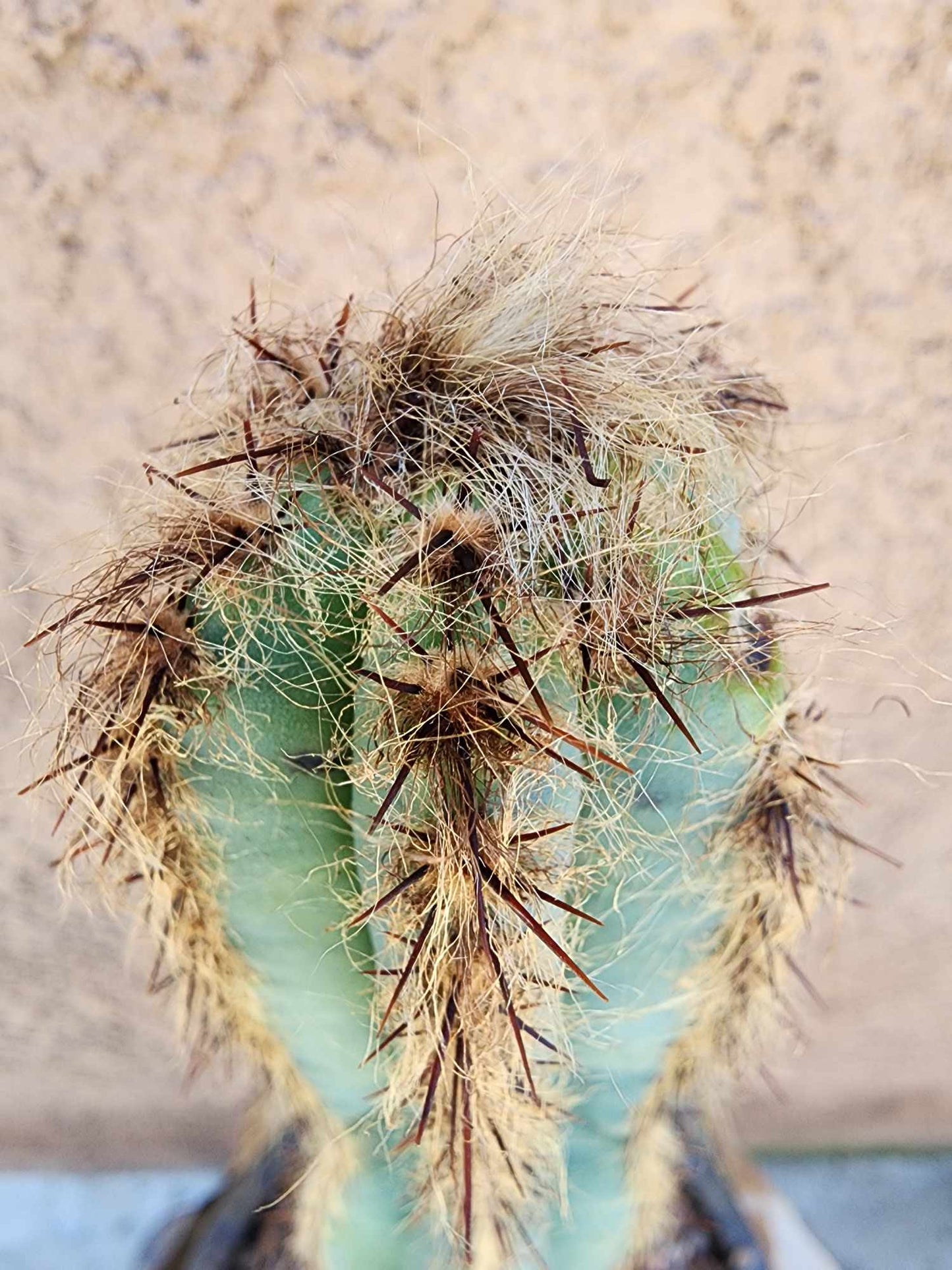 Pilosocereus Fulvilanatus - Double Head
