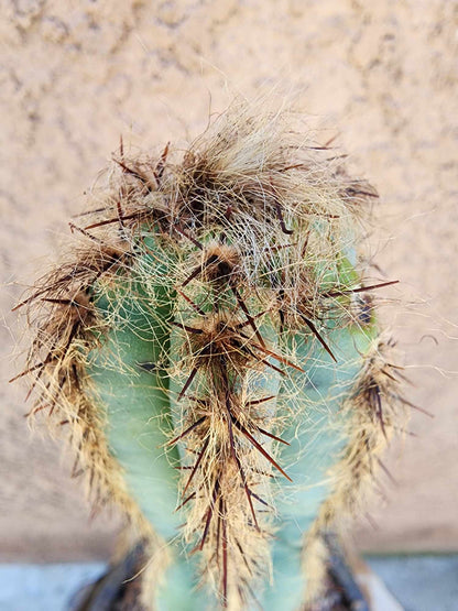 Pilosocereus Fulvilanatus - Double Head
