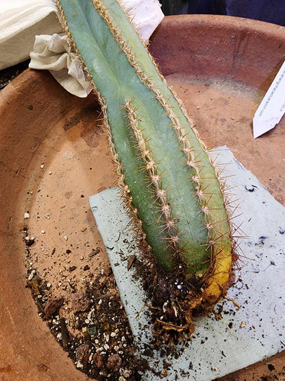 Pilosocereus Fulvilanatus