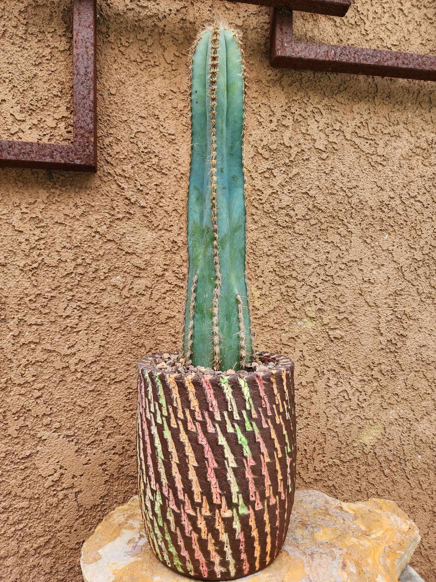 Pilosocereus Fulvilanatus