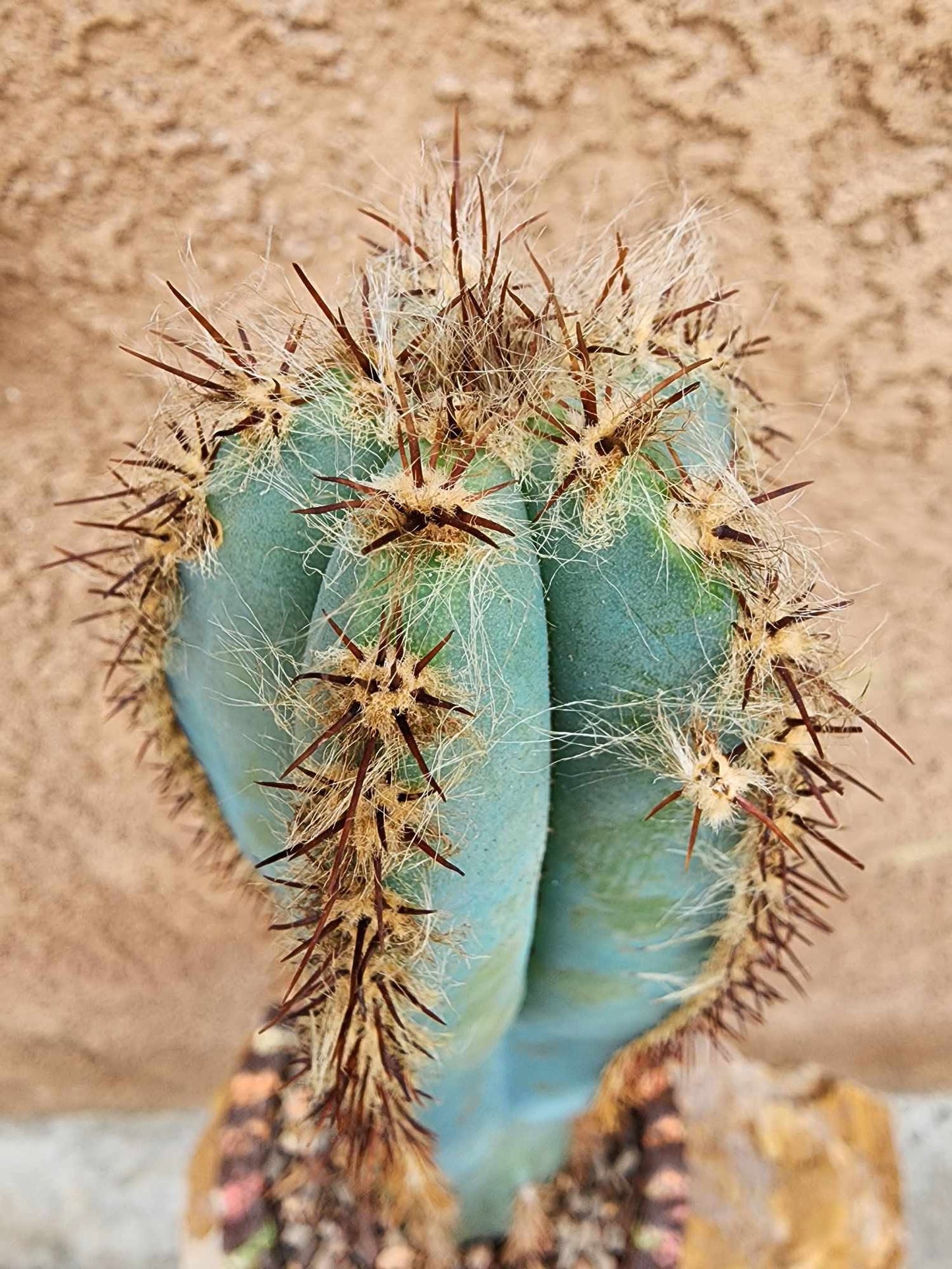 Pilosocereus Fulvilanatus