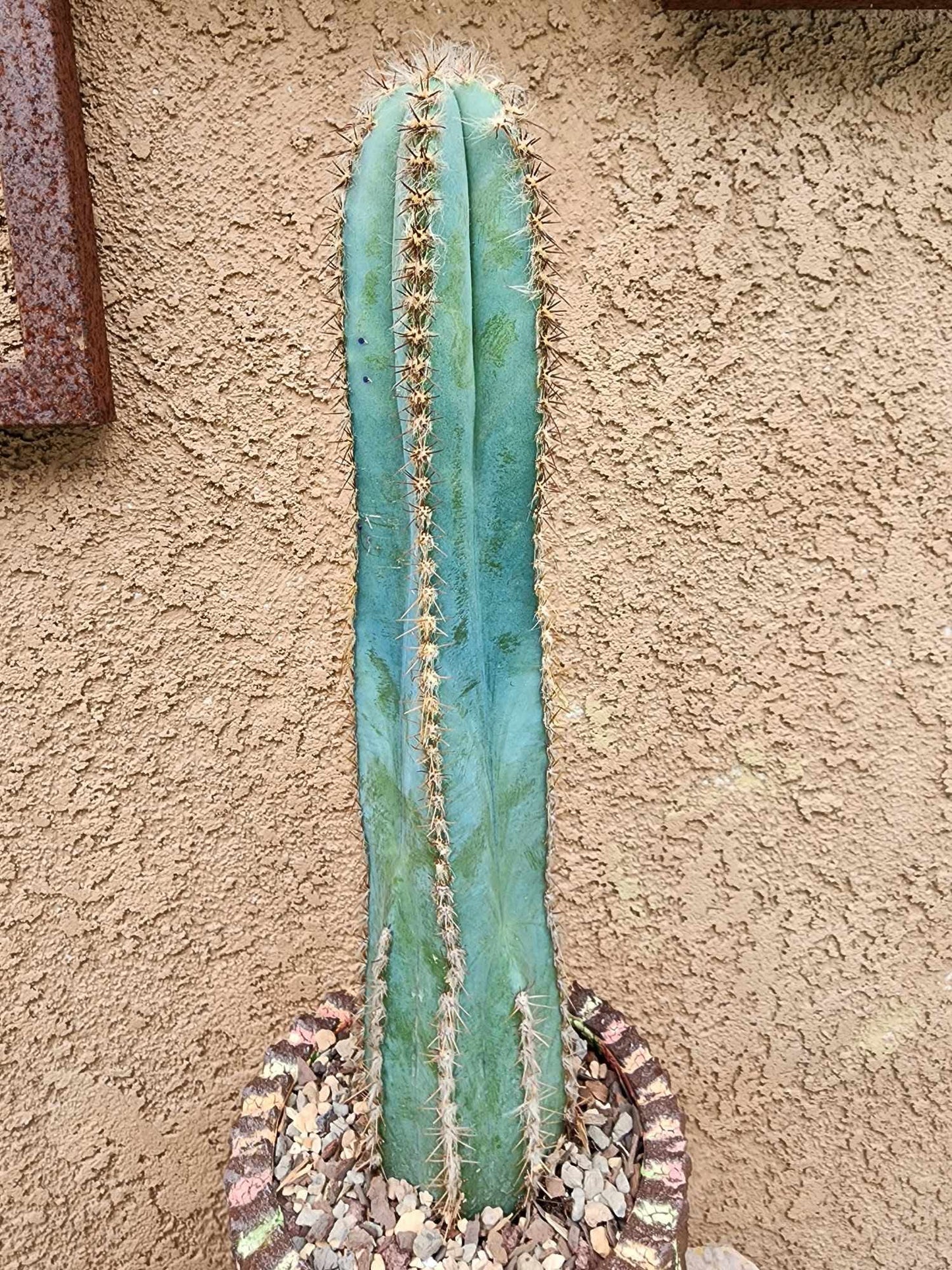 Pilosocereus Fulvilanatus