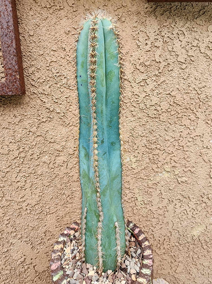 Pilosocereus Fulvilanatus