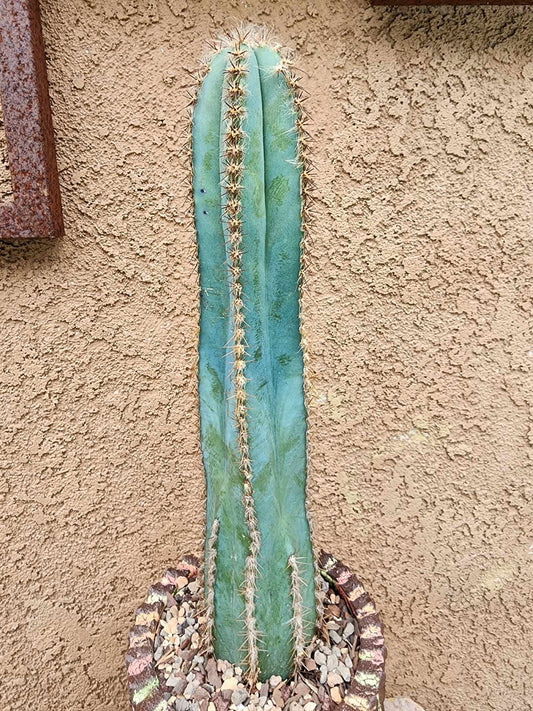 Pilosocereus Fulvilanatus