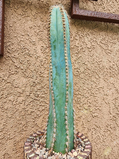 Pilosocereus Fulvilanatus